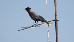 Corvus cornix