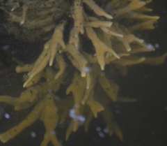 Spongilla lacustris