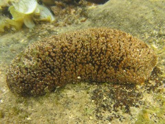 Actinopyga echinites