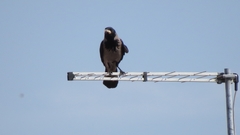 Corvus cornix
