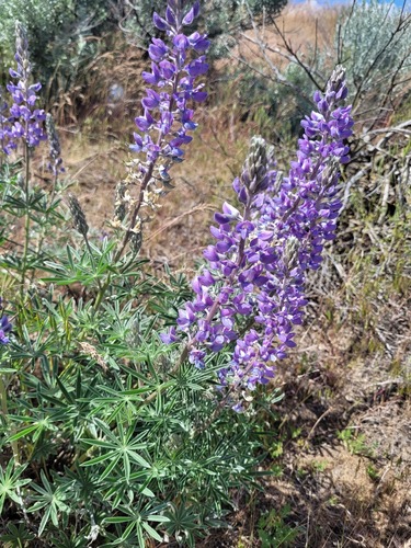 Lupinus sericeus ssp. sericeus