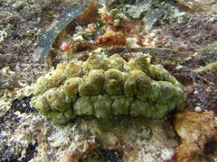 Stichopus