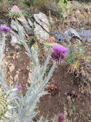 Onopordum macracanthum