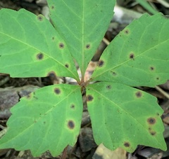 Phyllosticta parthenocissi