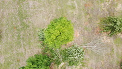 Acer skutchii