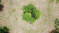 Acer skutchii