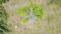 Acer skutchii