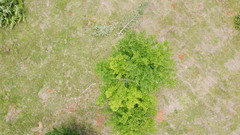 Acer skutchii