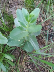 Hylotelephium maximum maximum