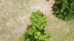Acer skutchii