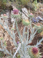 Onopordum macracanthum