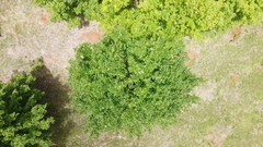 Acer skutchii