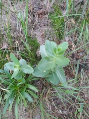 Hylotelephium maximum maximum