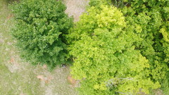 Acer skutchii