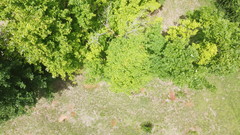 Acer skutchii
