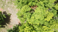 Acer skutchii
