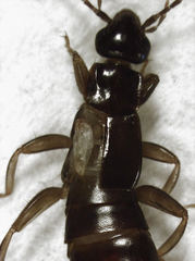 Nesogaster halli