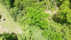 Acer skutchii