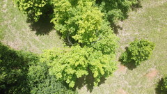 Acer skutchii