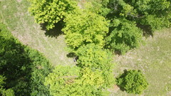 Acer skutchii