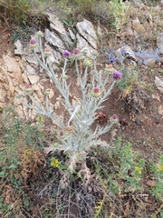 Onopordum macracanthum