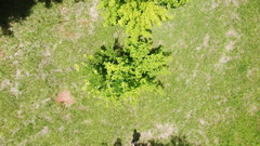Acer skutchii