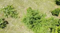 Acer skutchii