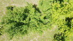 Acer skutchii