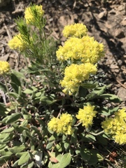 Oligogonum