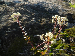 Hylotelephium maximum ruprechtii