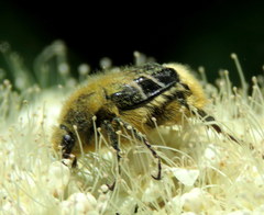 Trichiotinus assimilis