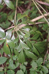 Cussonia nicholsonii