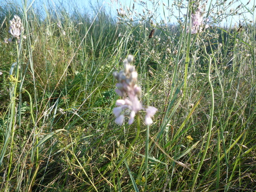 Allium paniculatum