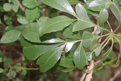 Cussonia nicholsonii