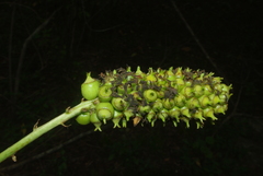 Cussonia nicholsonii