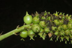 Cussonia nicholsonii