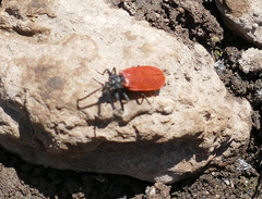 Macrolygistopterus rubripennis