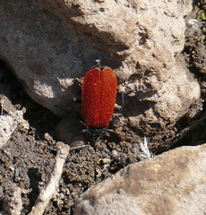 Macrolygistopterus rubripennis