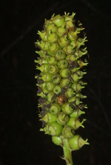 Cussonia nicholsonii