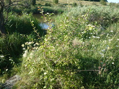 Pyrus communis communis