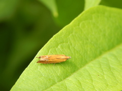 Lathronympha strigana