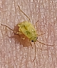 Miridae