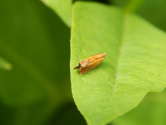 Lathronympha strigana
