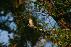 Halcyon chelicuti chelicuti