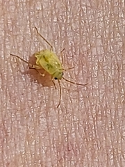 Miridae