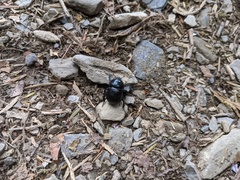 Phelotrupes formosanus