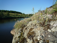 Dianthus hypanicus