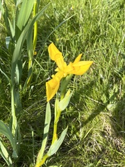 Iris pseudacorus