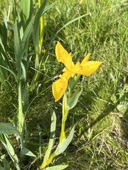 Iris pseudacorus