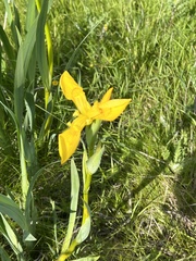 Iris pseudacorus